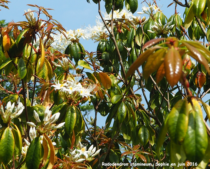 Rhododendron stamineum