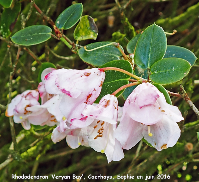 Rhododendron 'Veryan Bay'