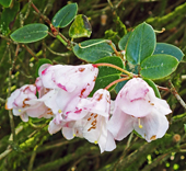 Rhododendron 'Veryan Bay'