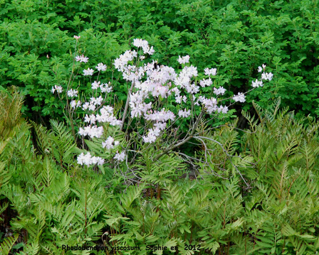 Rhododendron viscosum