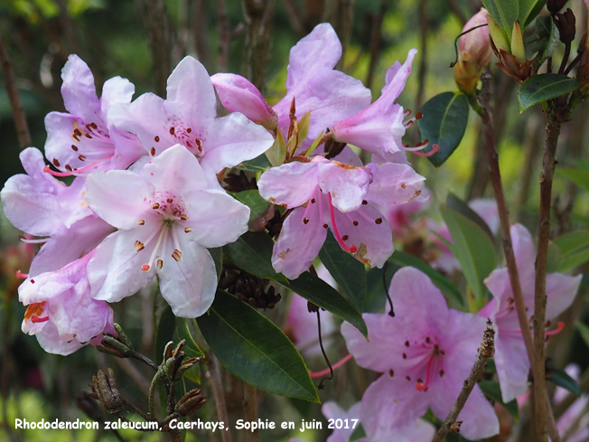 Rhododendron zaleucum