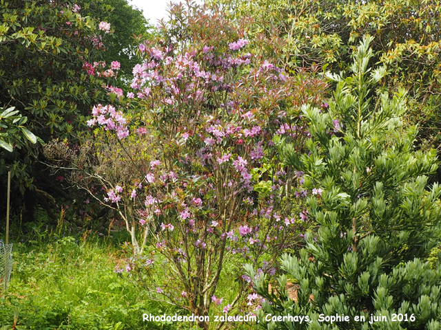 Rhododendron zaleucum