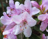 Rhododendron zaleucum