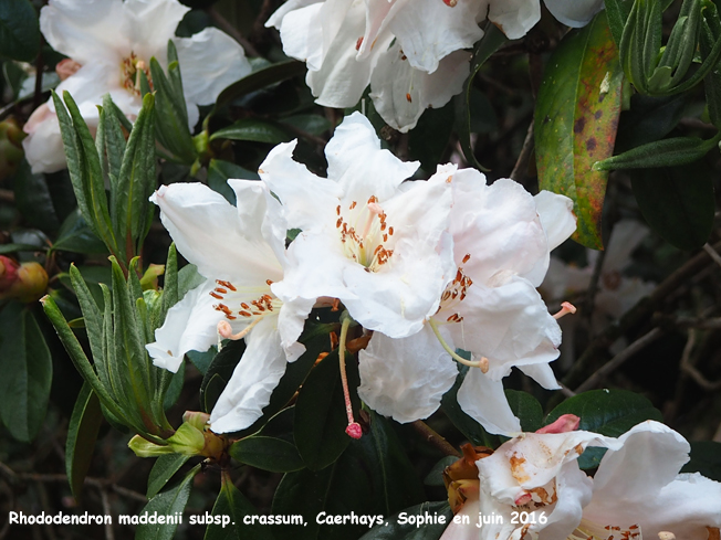 Rhododendron maddenii subsp. crassum