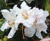 Rhododendron maddenii subsp. crassum