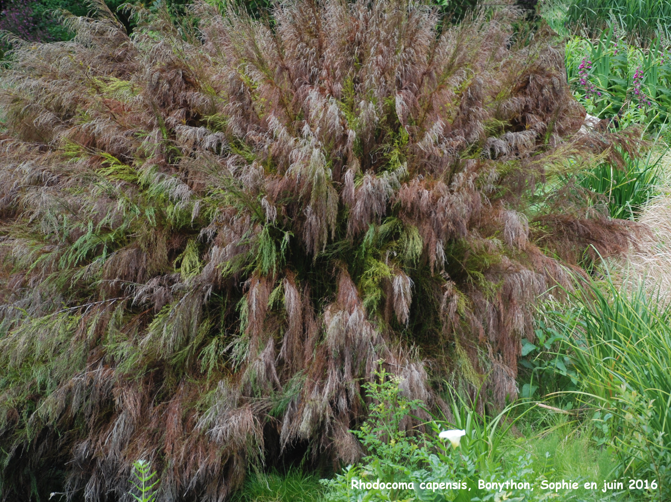 Rhodocoma capensis