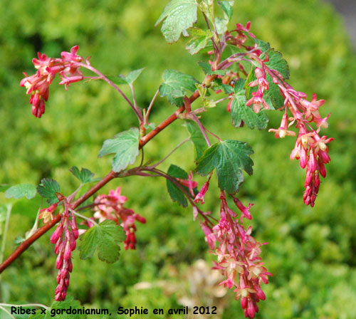 Ribes x gordonianum