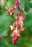 Ribes x gordonianum