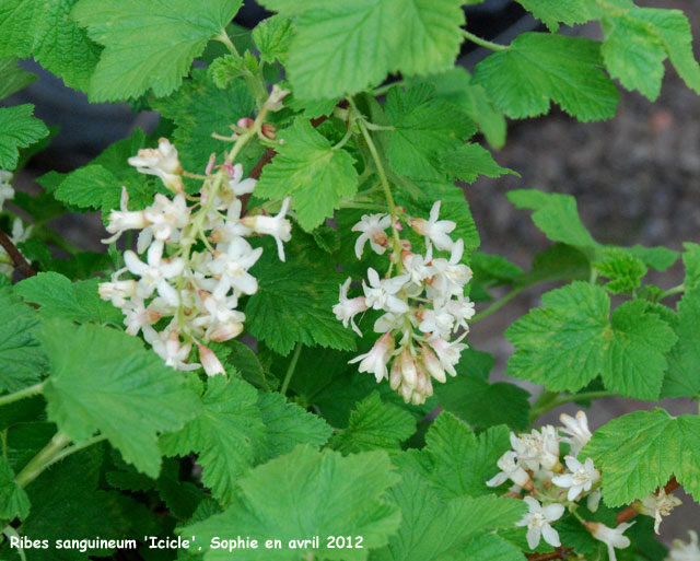 Ries sanguineum 'Icicle'