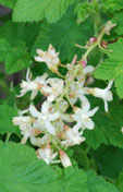 Ribes sanguineum 'Icicle'