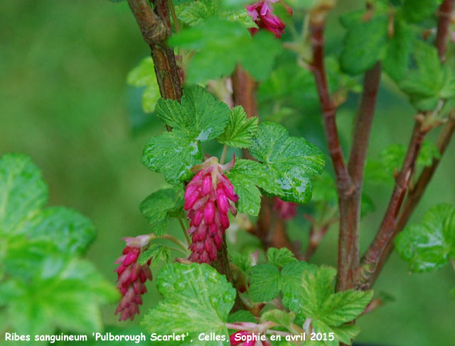 Ribes sanguineum 'Pulborough Scarlet Variegata'