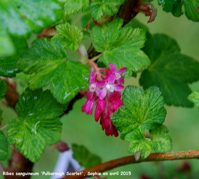 Ribes sanguineum 'Pulborough Scarlet Variegata'