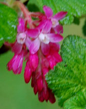 ribes sanguineum 'Pulborough Scarlet Variegata'