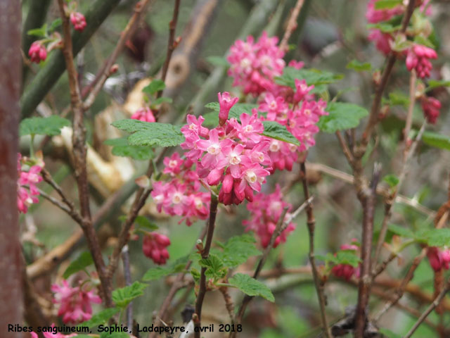 Ribes sanguineum