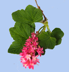 ribes sanguineum