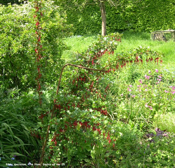 Ribes speciosum