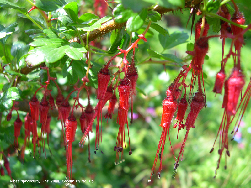 Ribes speciosum