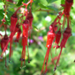 Ribes speciosum