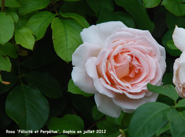 Rosa 'Andr� Len�tre'
