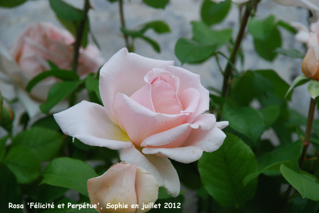 Rosa 'Andr� Len�tre'
