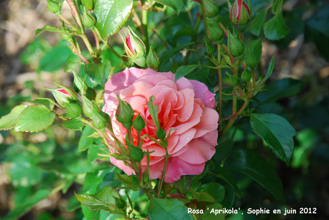 Rosa 'Aprikola'