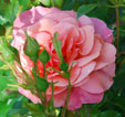 Rosa 'Apricola'