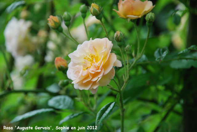 Rosa 'Auguste Gervais'