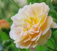 Rosa 'Auguste Gervais'