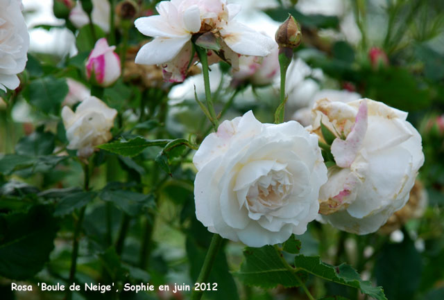 Rosa 'Boule de Neige'