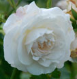 Rosa 'Boule de Neige'