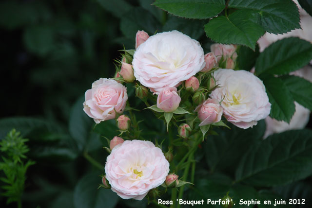 Rosa 'Bouquet Parfait'