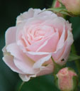 Rosa 'Bousuet Parfait'