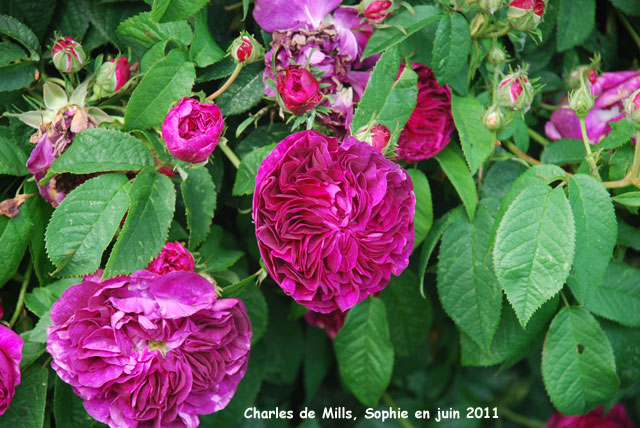 Rosa 'Charles The Mills'