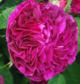 Rosa 'Charles de Mills'