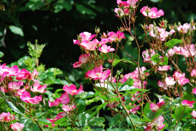 Rosa 'Erfurt'