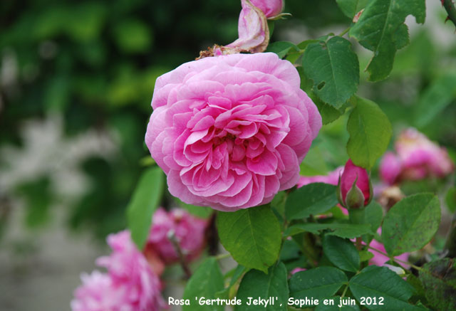 Rosa 'Gertrude jekyll'