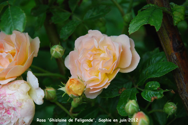 Rosa 'Ghislaine de Féligonde'
