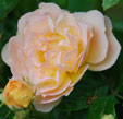 rosa 'Ghislaine de Féligonde'