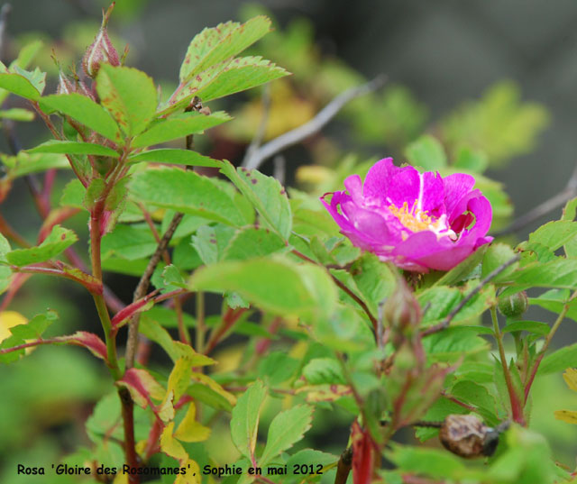 Rosa 'Gloire des Rosomanes'