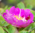 Rosa 'Gloire des Rosomanes'