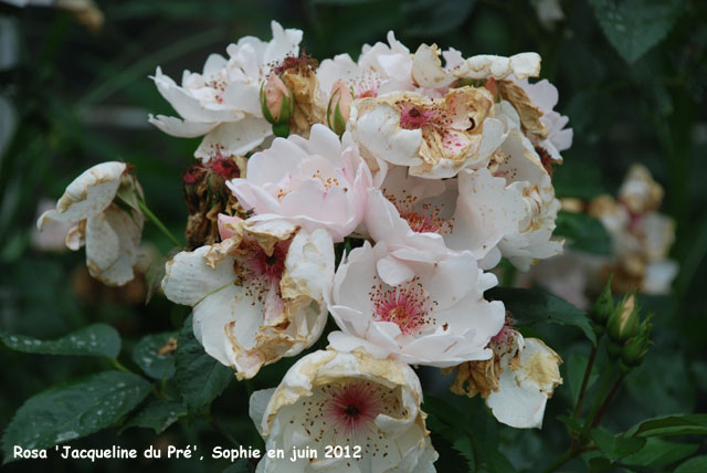 Rosa 'Jacqueline du Pré'