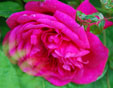 Rosa  'Laguna'
