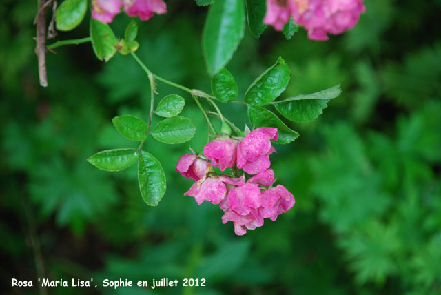 Rosa 'Maria Lisa'