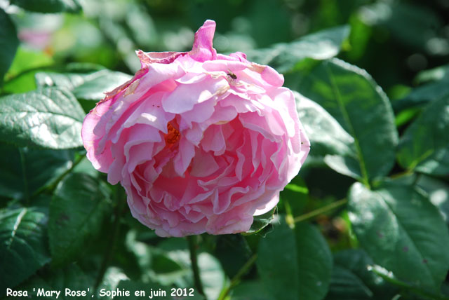 Rosa 'Mary Rose'