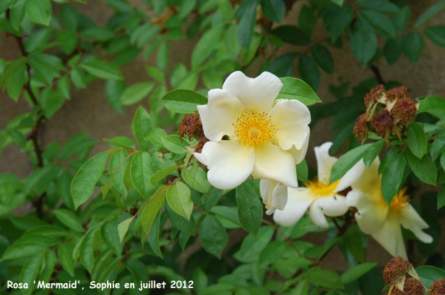 Rosa 'Mermaid'