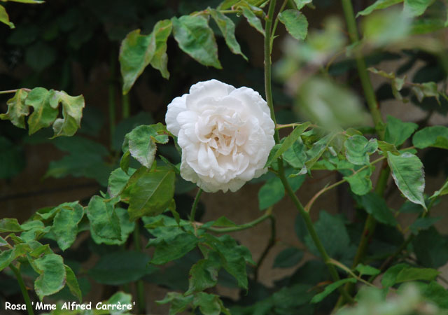 Rosa 'Mme Alfred Carrère'