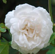 Rosa 'Alfred Carrère'