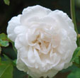 Rosa 'Mme Alfred Carrère'