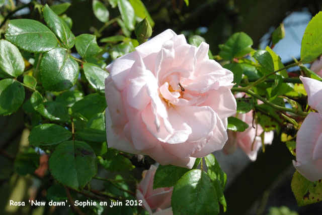 Rosa 'New Dawn'