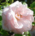 Rosa 'New Dawn'